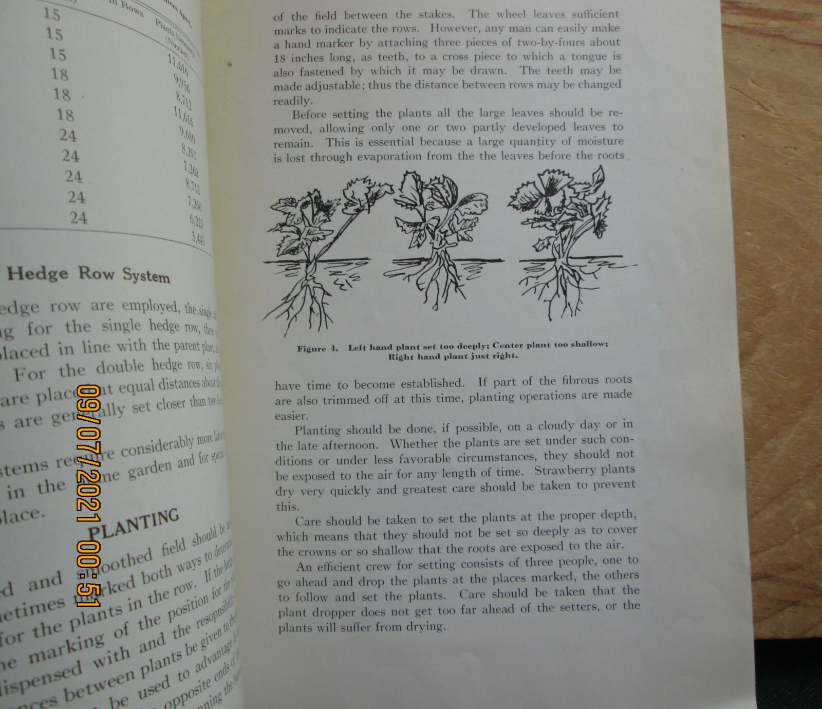 strawberry growing in maine – maine department of agriculture 1932