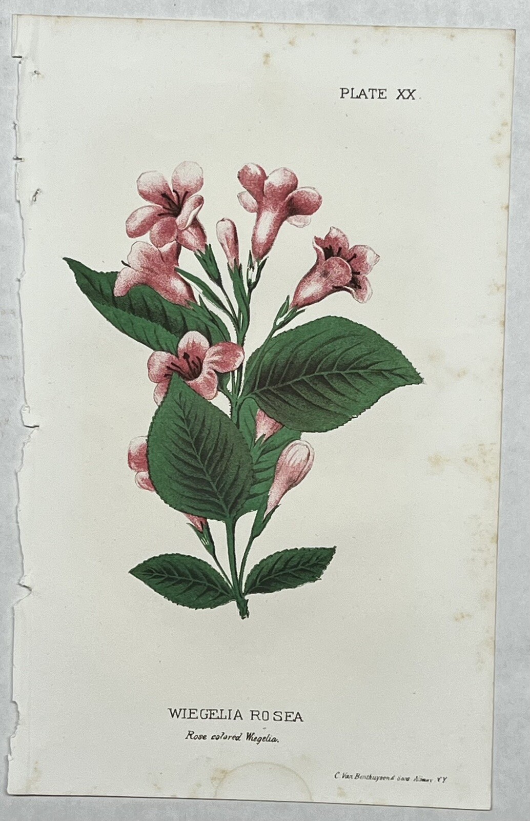 Original C1900 Print Flower Lot,Spirea,Deutzia,Wiegela,Pyrus,Dept of Agriculture