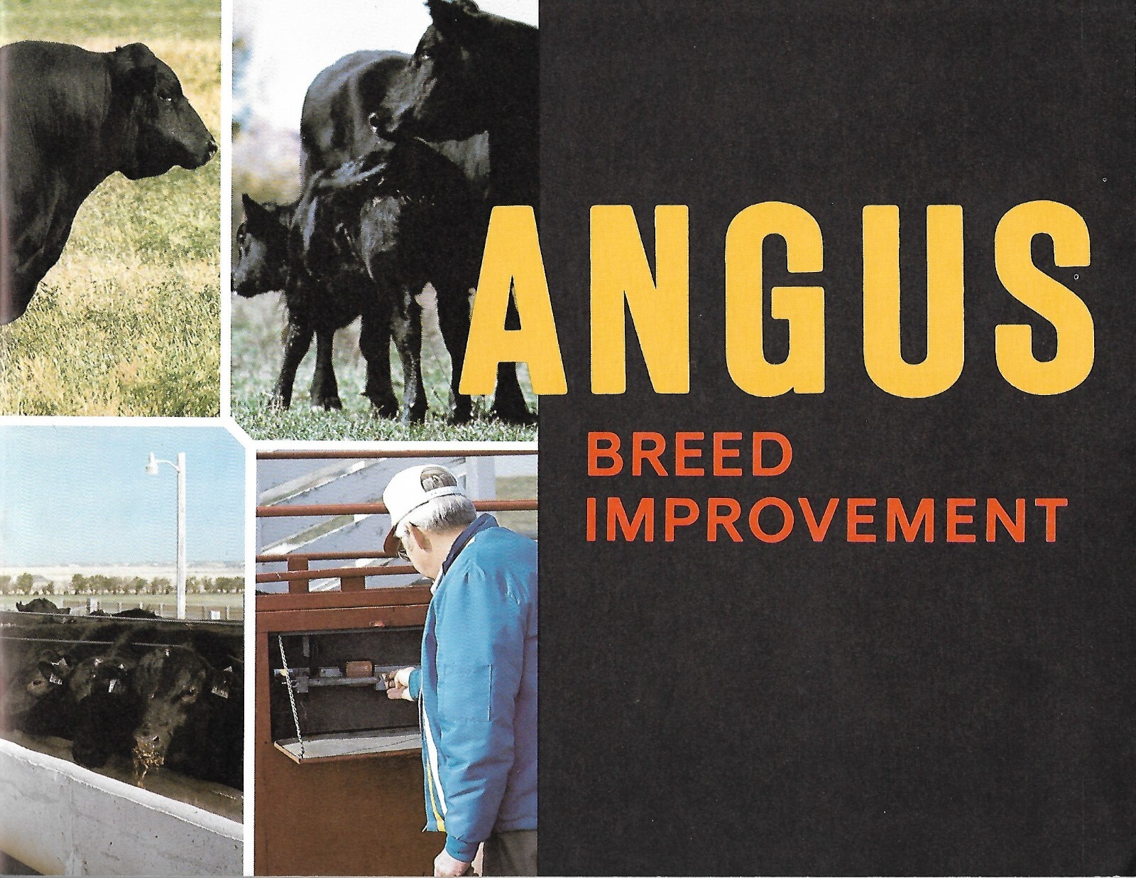 Farm Education Brochure – Angus – Breed Herd Improvement Program c1970&rsquo;s (F8425)