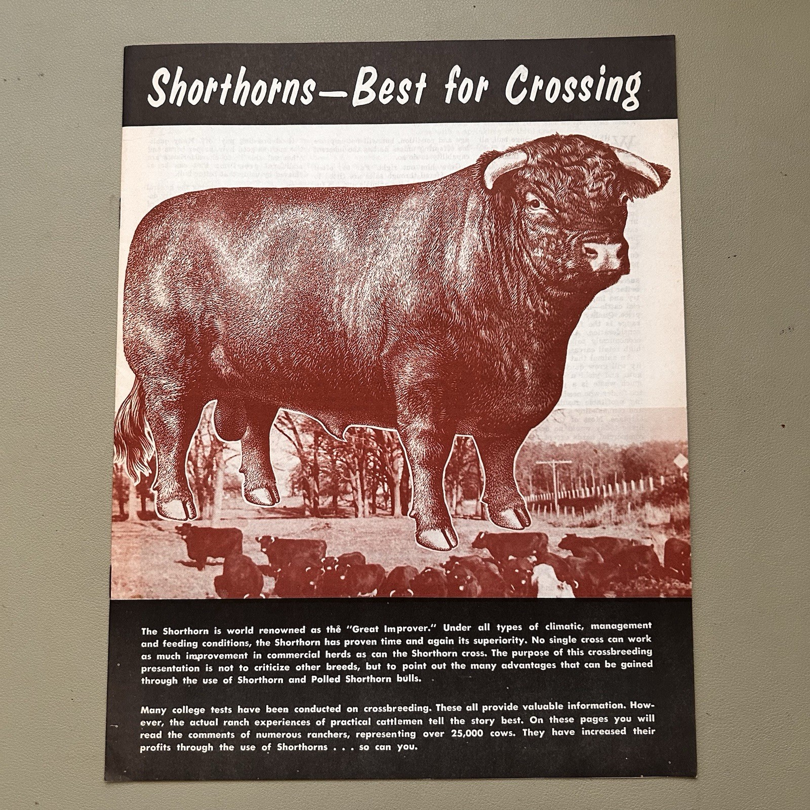 American Shorthorn Association Shorthorns Best For Crossing