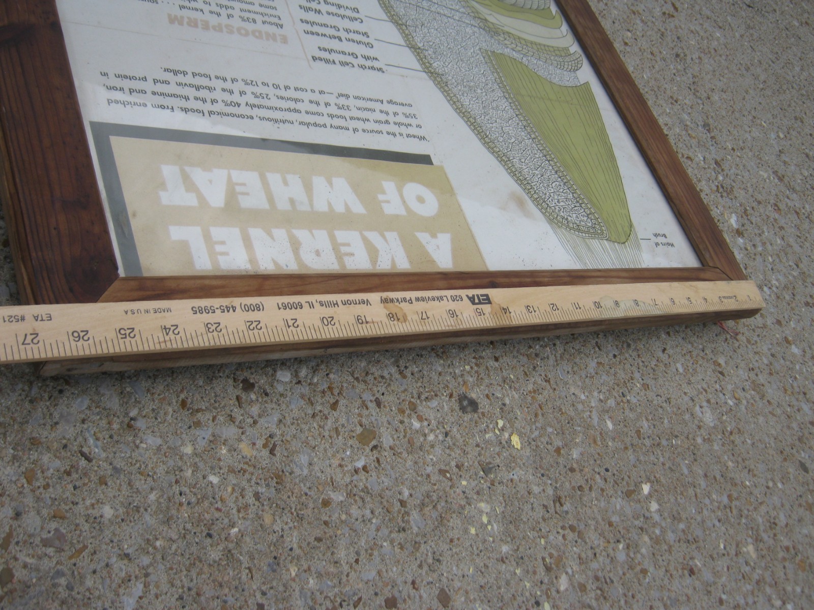 Vintage A Kernel Wheat Large Farm Poster Print Glass & Wood Frame 38.5&Prime; x 26.5&Prime;