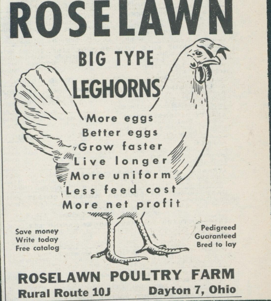 1955 Roselawn Big Type Leghorns Poultry Farm Dayton Ohio OH Vintage Print Ad FJ1
