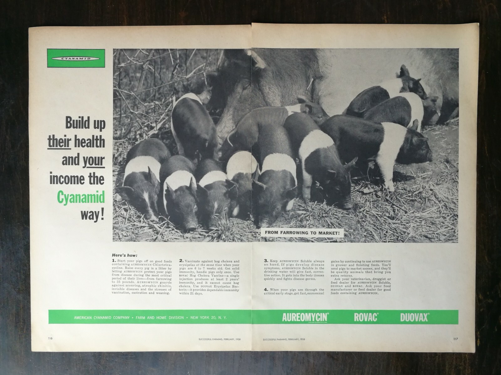 Vintage 1958 Aureomycin Cyanamid PIg Hogs Feed Two Page Original Ad