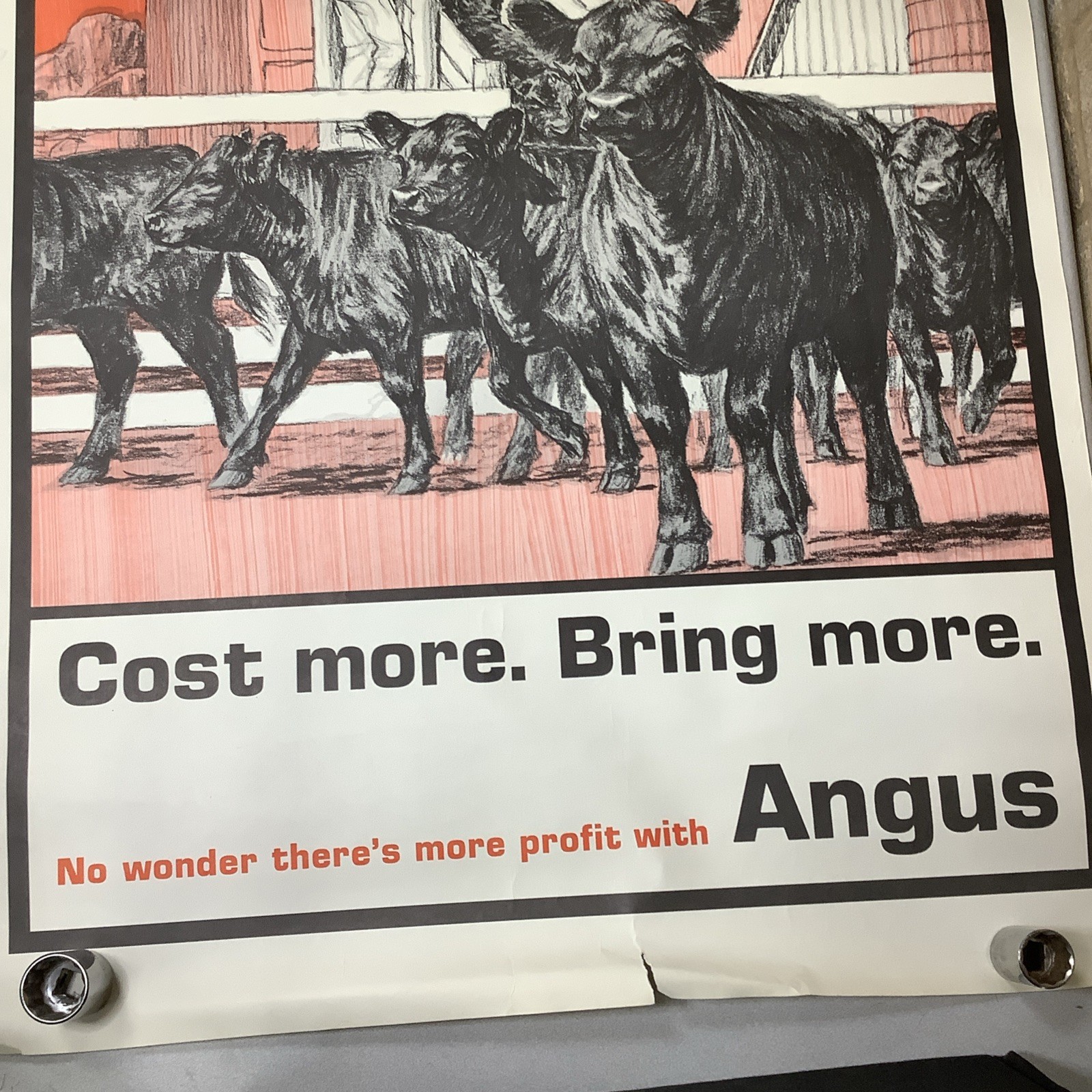 Vintage Angus Cattle Advertising Poster 1950’s 60’s ? Nice Graphics
