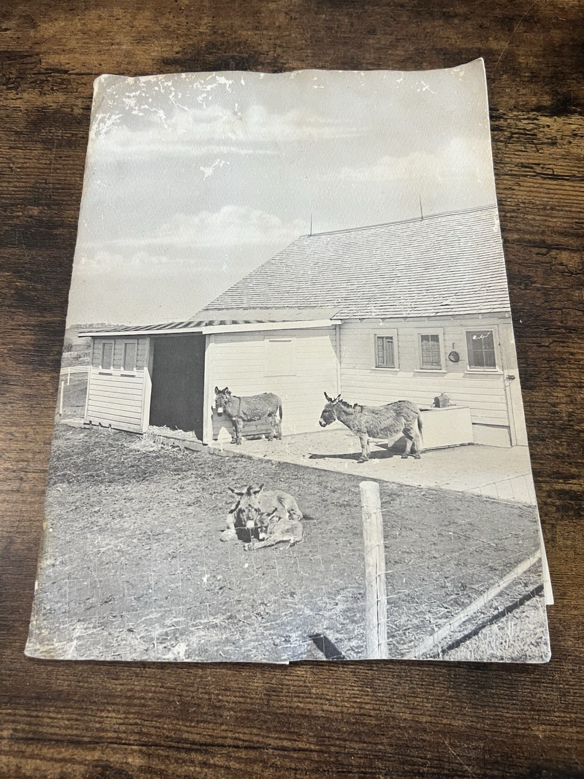 1961 Danby Farm Miniature Donkey Brochure Photo Letter Ephemera Lot