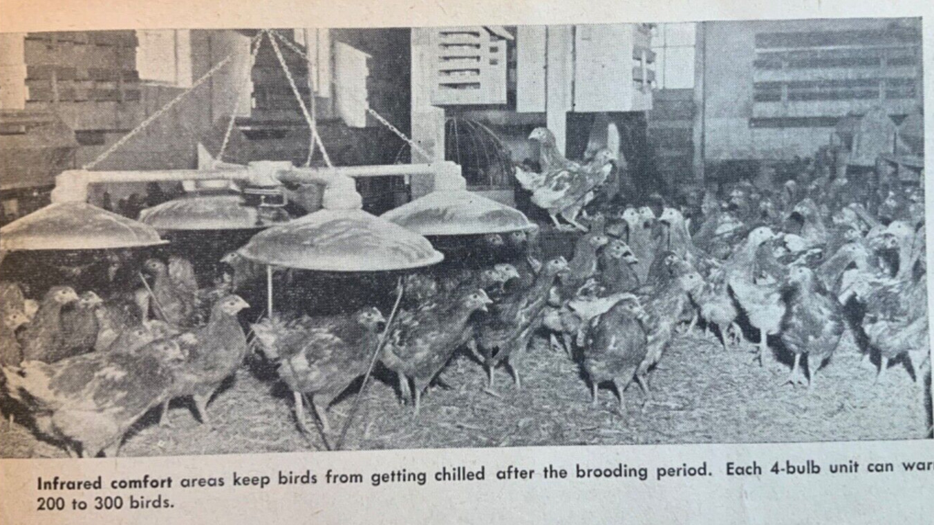 1962 Magaxine Article. Ralph Merrill. Suffield Connecticut Farm. Egg Production