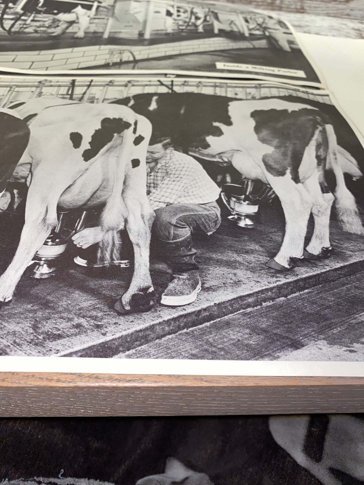2 Vintage 9×13 Poster Black & White In A Milking Barn Inside A Milking Parlor