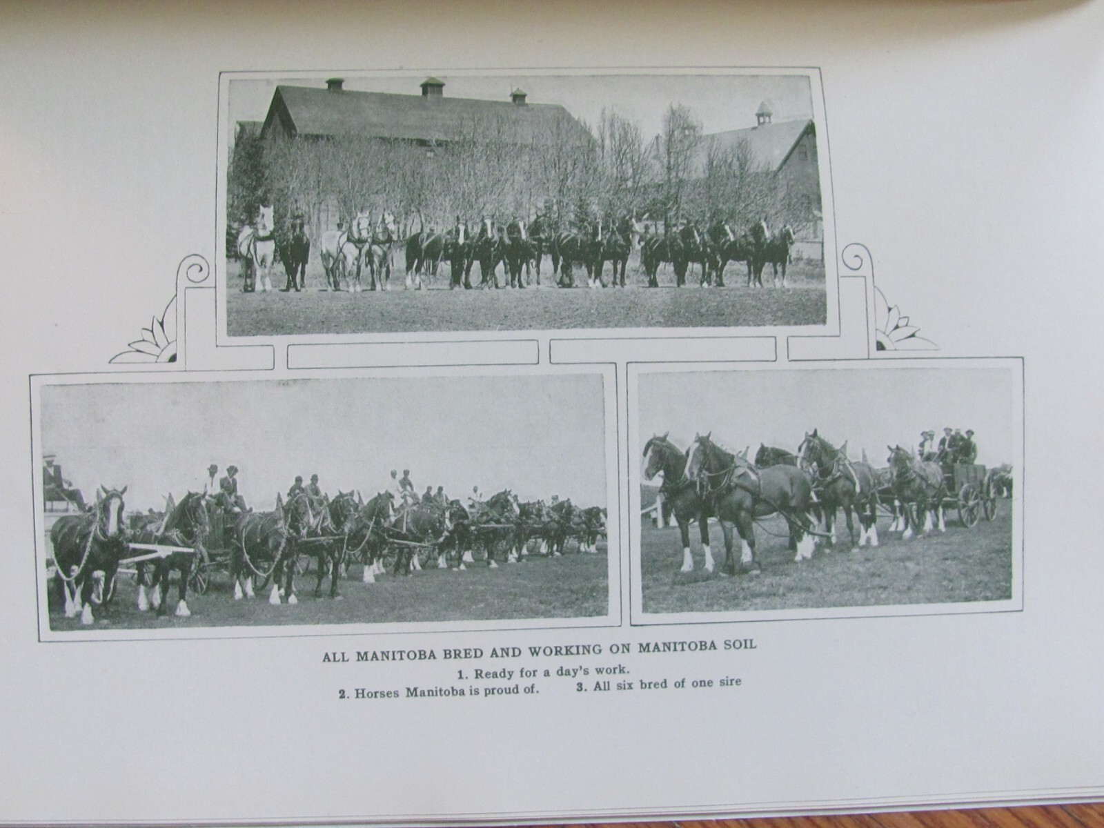 1917 FARMING BOOKLET LIVESTOCK RAISING IN MANITOBA CANADA IMMIGRATION DEPT