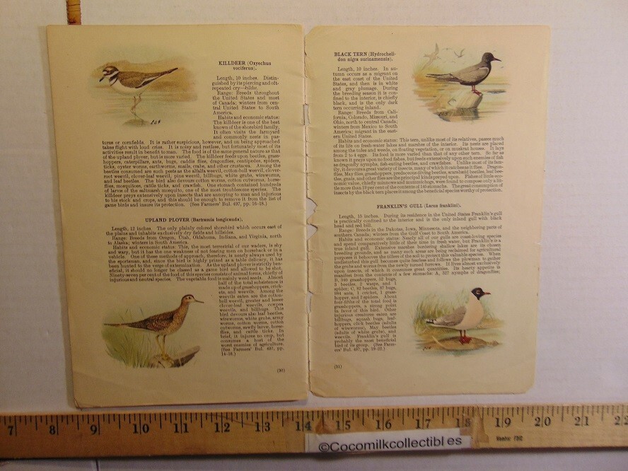 Vintage 1913 U.S Department of Agriculture Fifty Common Birds of Farm & Orchard
