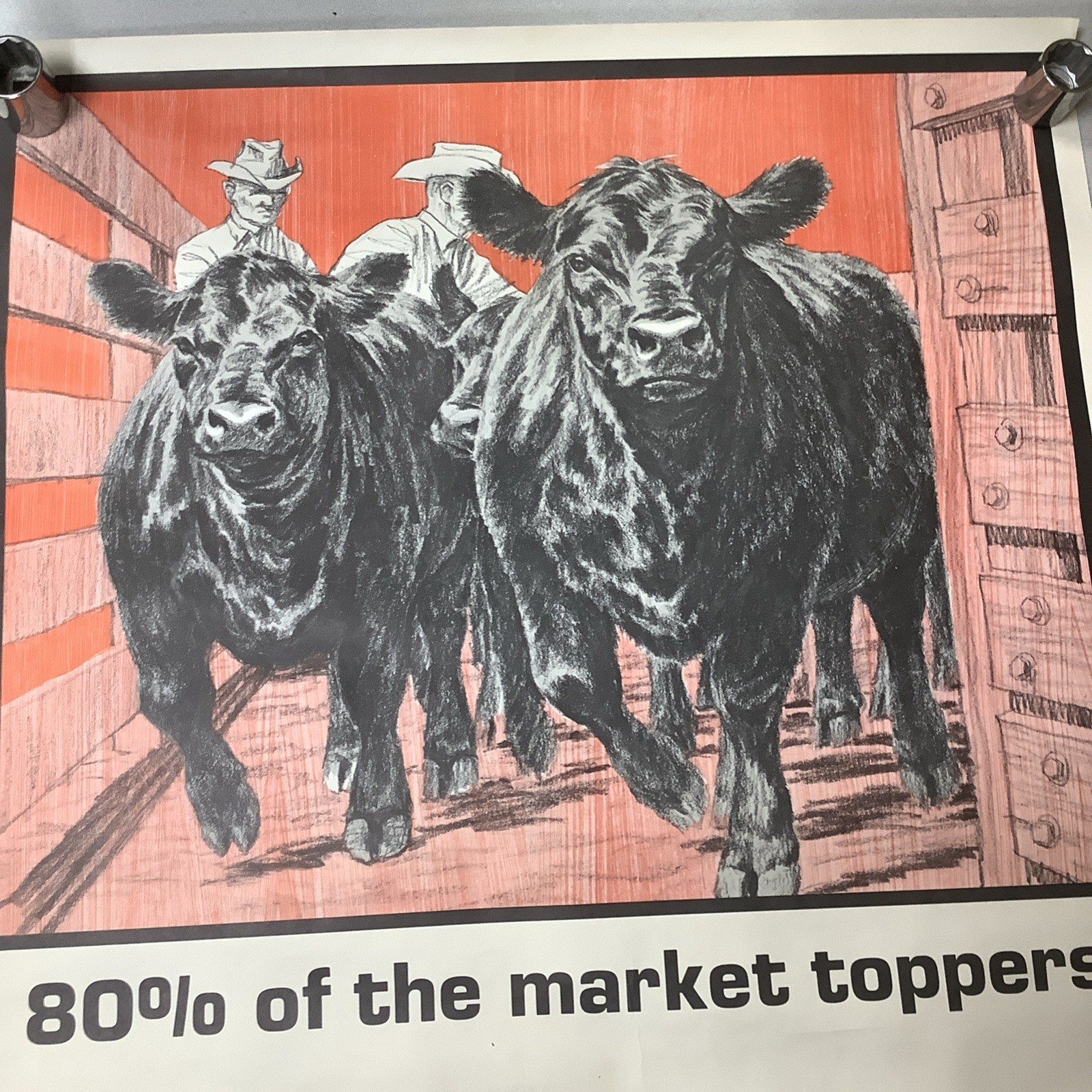 Vintage Angus Cattle Advertising Poster 1950’s 60’s ? Nice Graphics
