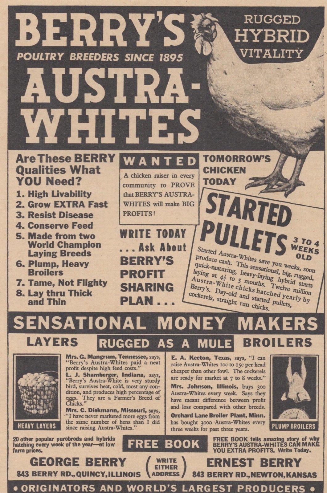 Vintage 1946 Berry&rsquo;s Austra Whites Chicken Quincy IL Newton KS Farming Print Ad