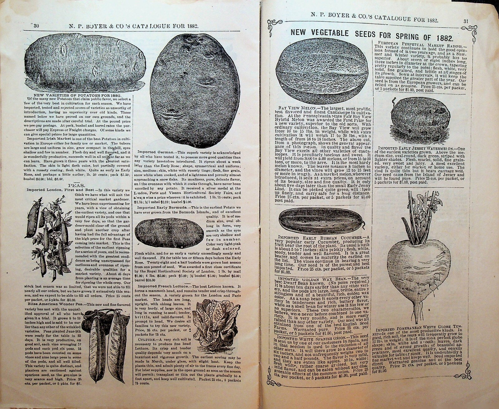 NP Boyer & Co Descriptive Catalog Coatesville Pa 1882 Dogs Hogs Sheep Cows