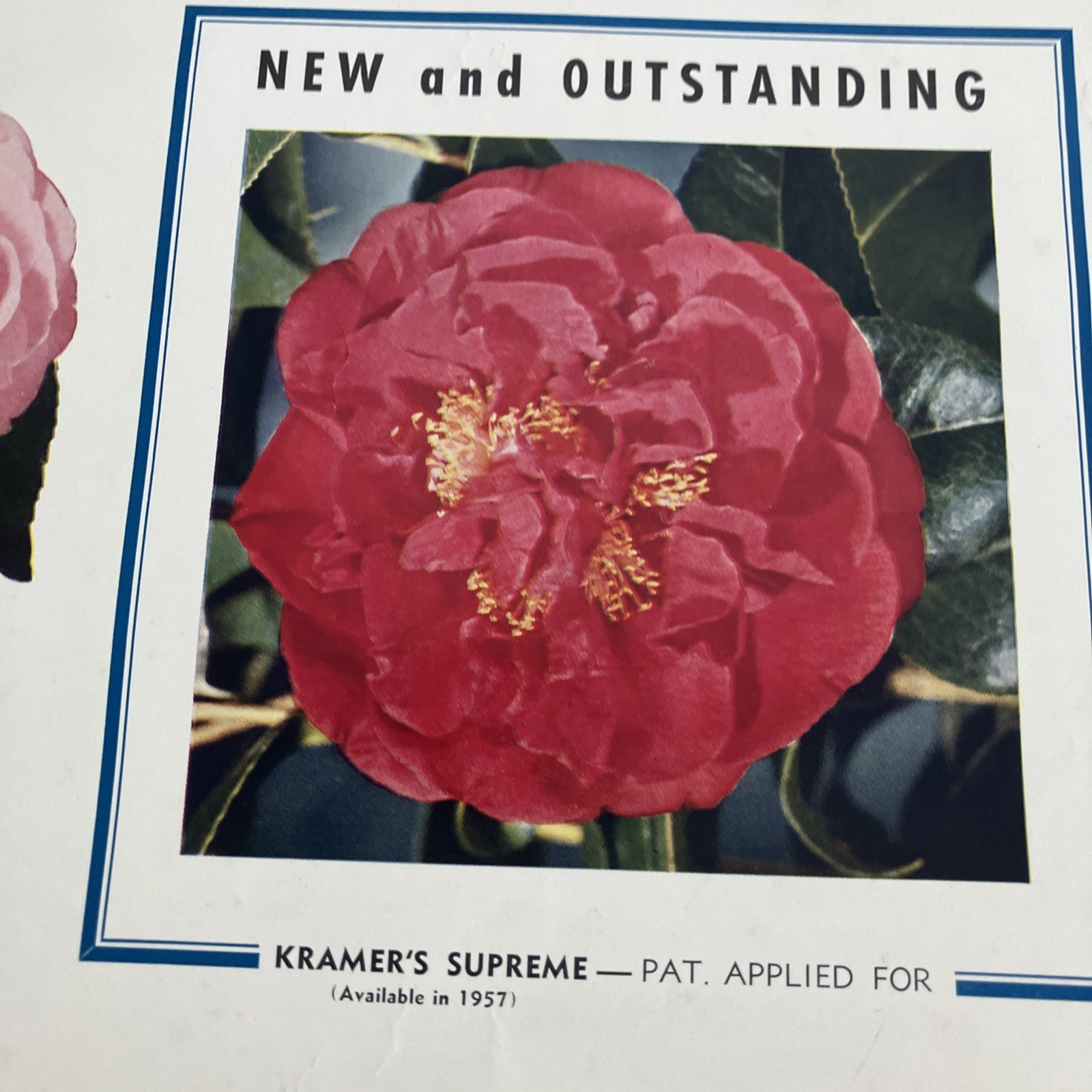 Kramer Brothers nurseries Poster advertising flowers Ontario, CA 1956 Camellias
