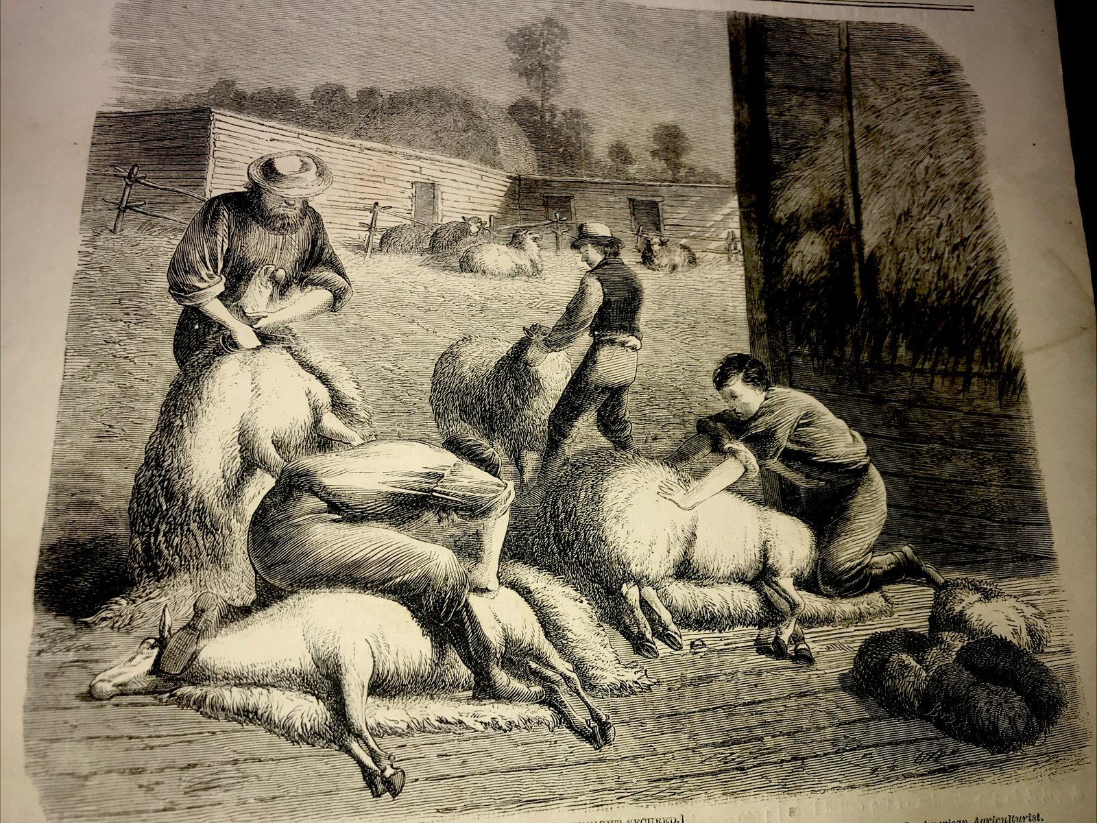 ORIGINAL 1872 Sheep Shearing Farm Engraving Advertising & Article