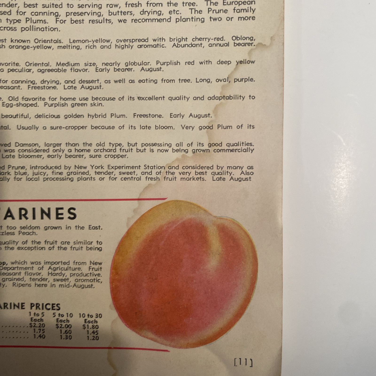 1952 VINTAGE WAYNESBORO NURSERIES FLOWER FRUIT SEED PLANTING CATALOG 48 Pgs
