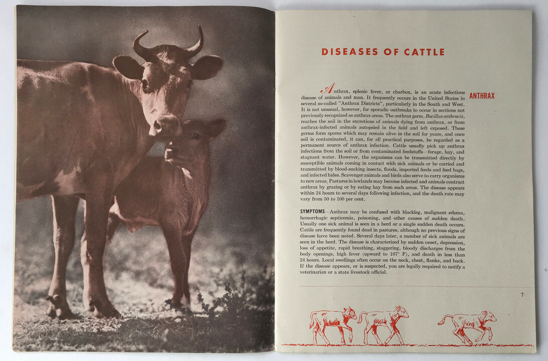 1947 Common Diseases of Livestock Lederle Laboratories Booklet Horses B&W Photos