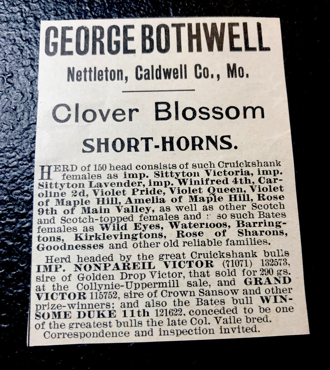1900 Bothwell Farm Cattle Advertising – Nettleton – Missouri – Cow