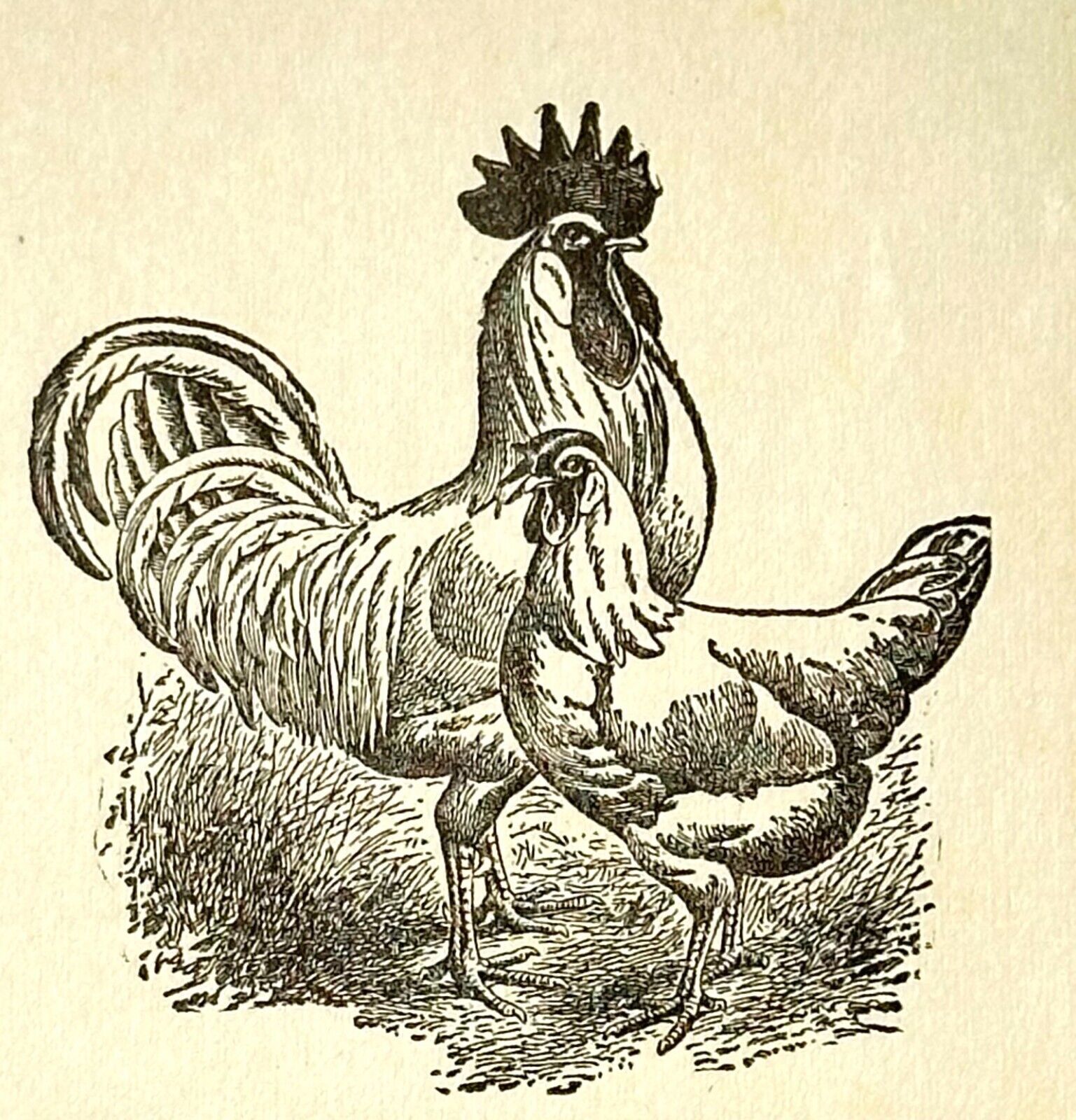 Piedment Hatchery O P Hedgecock Illustrated Bird Price List FONTAINE VA BS252