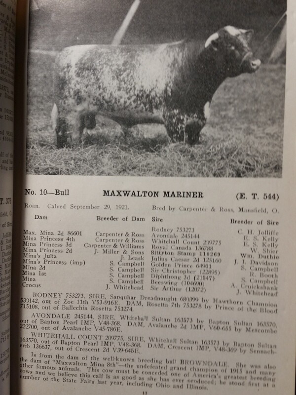 c1923 Maxwalton Herd Carpenter and Ross Cattle Auction Mansfield Ohio OH
