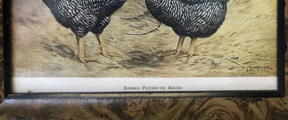 Vintage Barred Plymouth Rocks Framed Poultry Print Edwin Megargee No Glass As Is