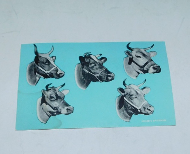 NEAT VINTAGE HOARDS DAIRYMAN POSTCARD WITH COW IMAGES