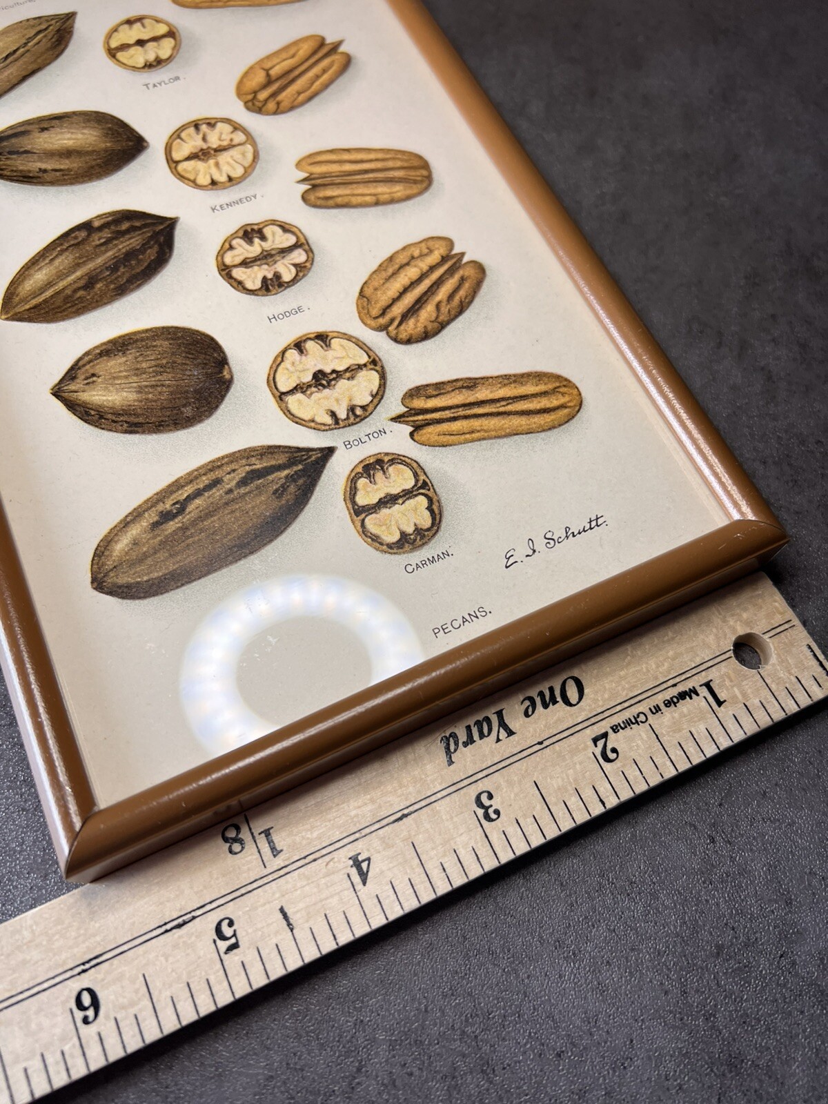 Vtg Yearbook U.S. Dept Agriculture Framed Pecans Lithograph XLIX E.L.Schutt