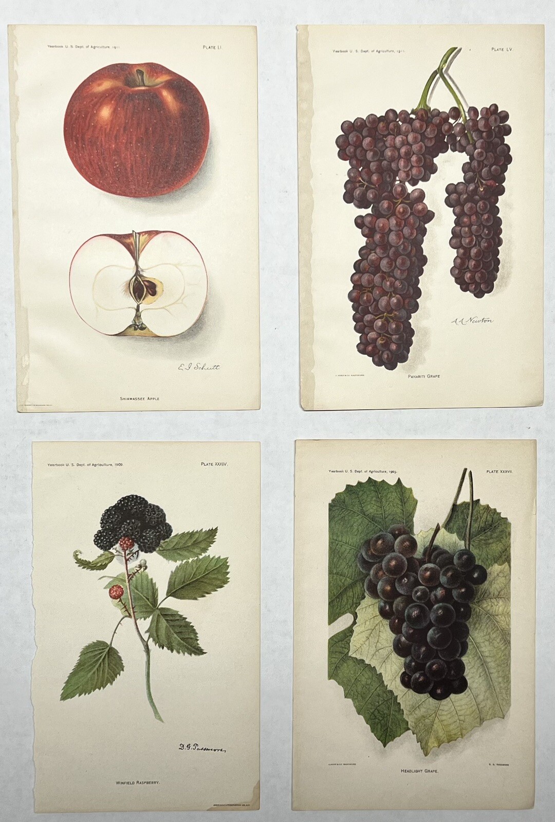 Original C1900 Print Lot,Apple,Grapes,Raspberry,US Dept of Agriculture,Fruit,Old