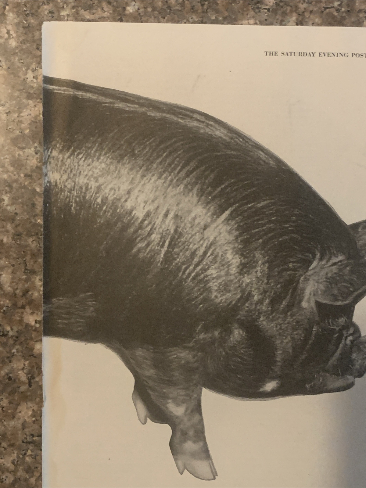 1954 Country Gentleman Magazine Promo PRINT AD Hog Has New Lean Look VTG 1950s