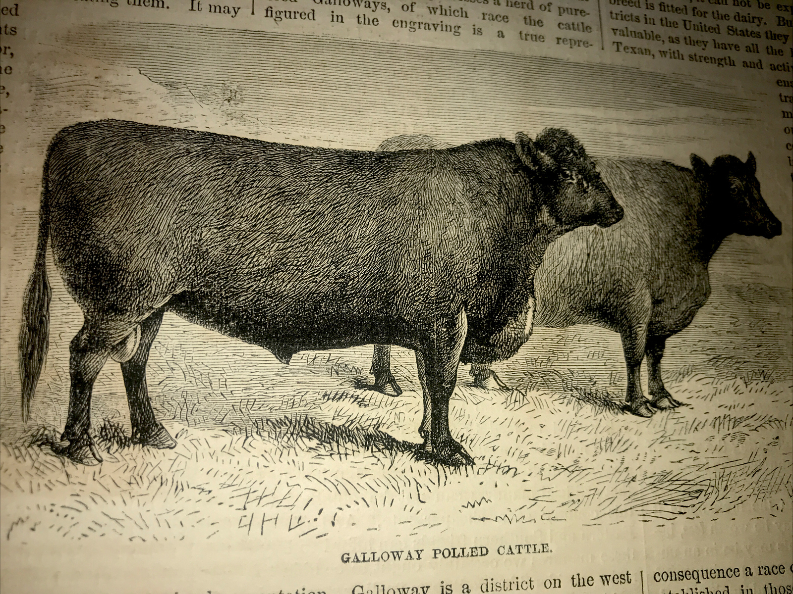 ORIGINAL 1872 Cattle & Hog Farm Engraving Advertising & Article