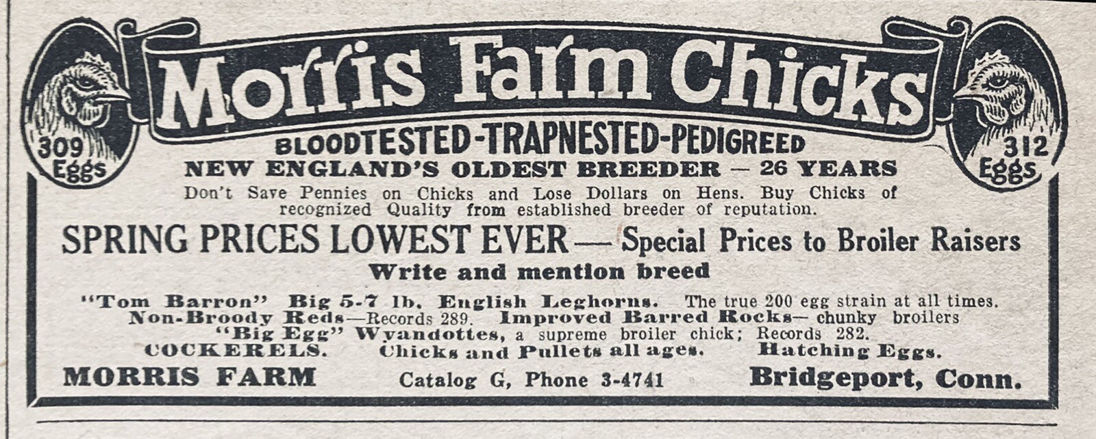 1932 AD(XH33)~MORRIS FARM, BRIDGEPORT, CONN. MORRIS FARM CHICKS