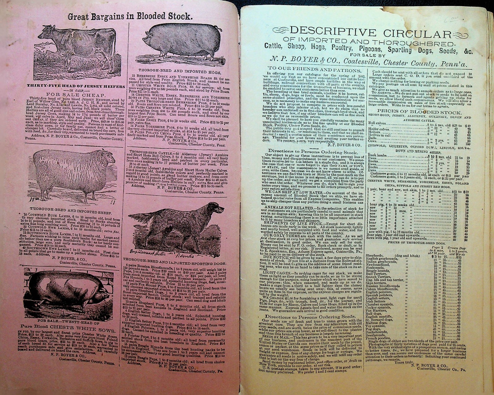 NP Boyer & Co Descriptive Catalog Coatesville Pa 1882 Dogs Hogs Sheep Cows