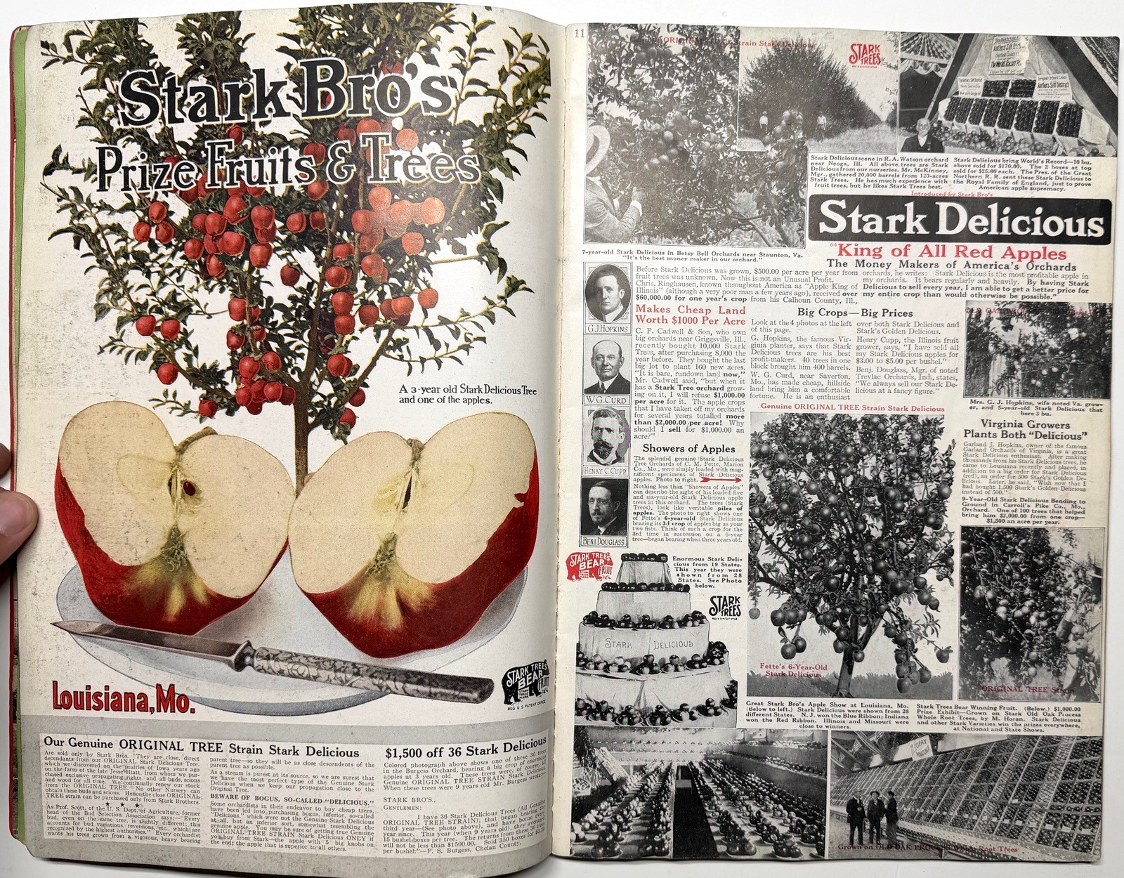 1922 STARK BROS 20TH CENTURY FRUITS NURSERY CATALOG GOLDEN DELICIOUS APPLE PEACH