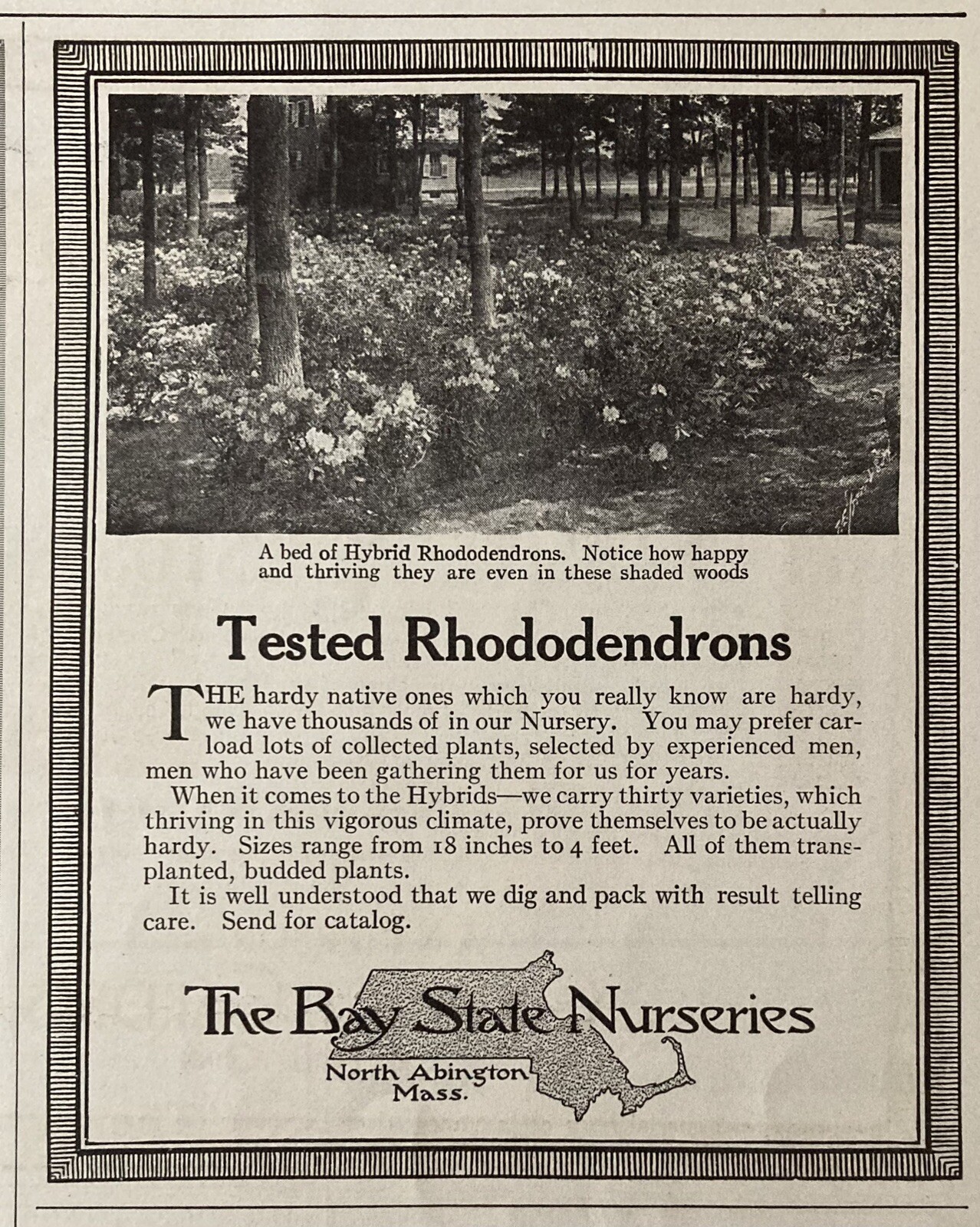 1914 AD.(XH69)~BAY STATE NURSERIES, NORTH ABINGTON, MASS. HYBRID RHODODENDRONS