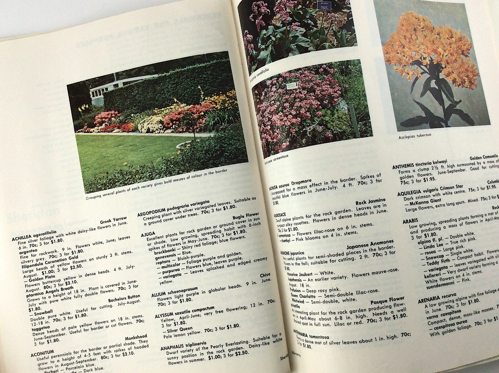 Vintage 1966 Seed Catalog Sheridan Nurseries Limited Ontario Canada Q288
