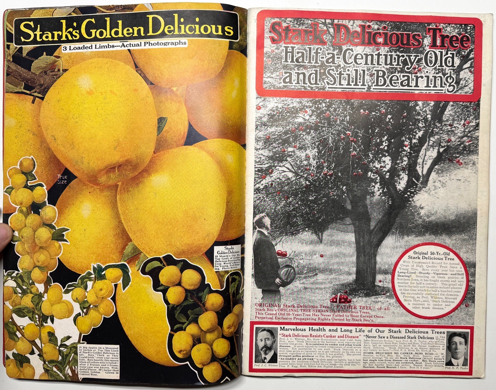 1922 STARK BROS 20TH CENTURY FRUITS NURSERY CATALOG GOLDEN DELICIOUS APPLE PEACH