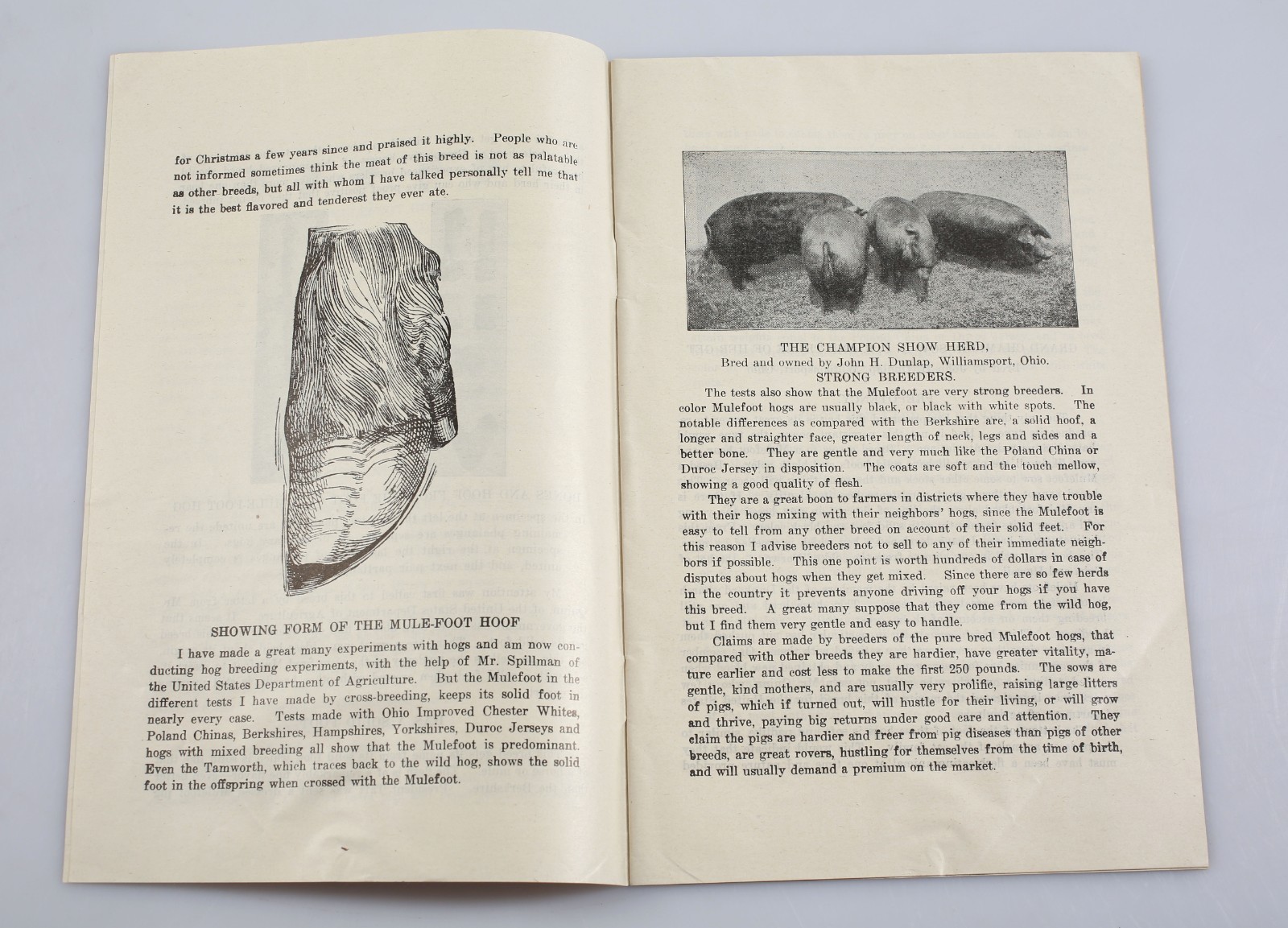 1933 John H. Dunlap Blue Ribbon Stock Farms Mule Foot Hogs Catalog + Ephemera