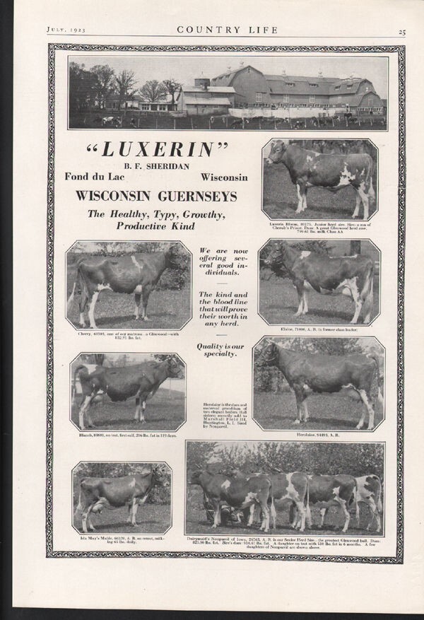 1923 WISCONSIN GUERNSEY CATTLE FARM MILK BEEF STOCK BARN FOND LAC 22598