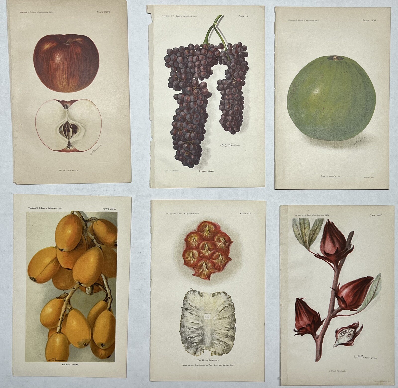 Original C1900 Print Lot,Apple,Grape,Avocado,Loquat,US Dept of Agriculture,Fruit