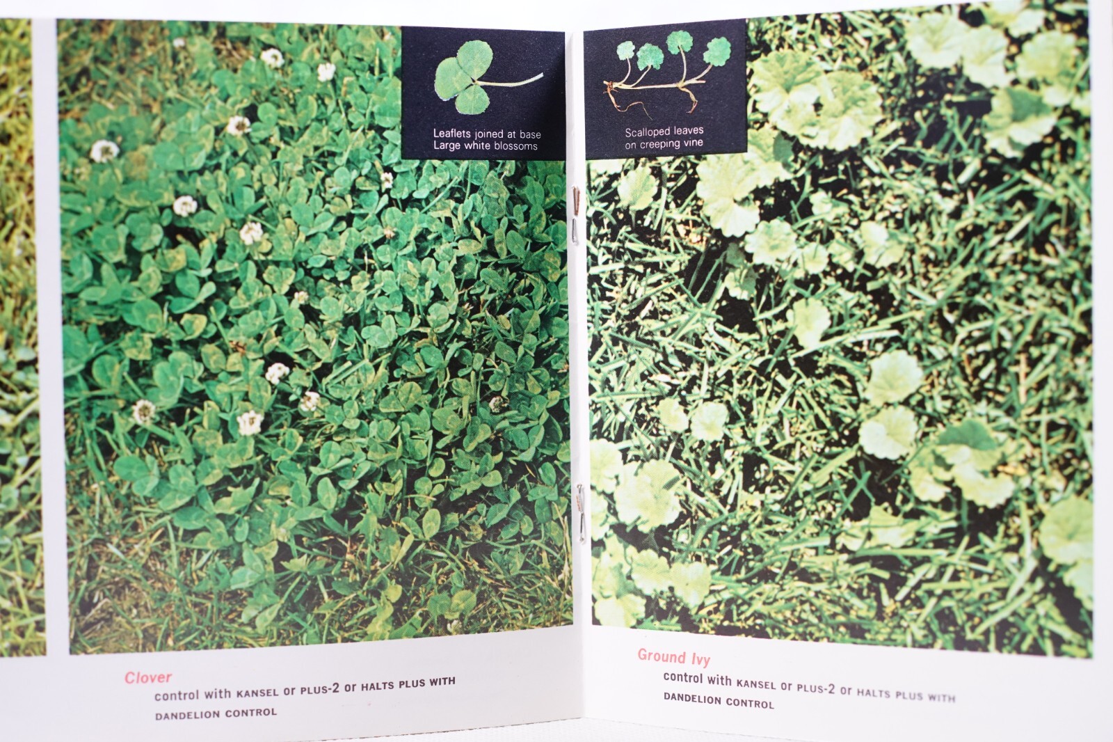Whats That Weed? Original Vintage Agricultural Brochure Scotts Turf Builder