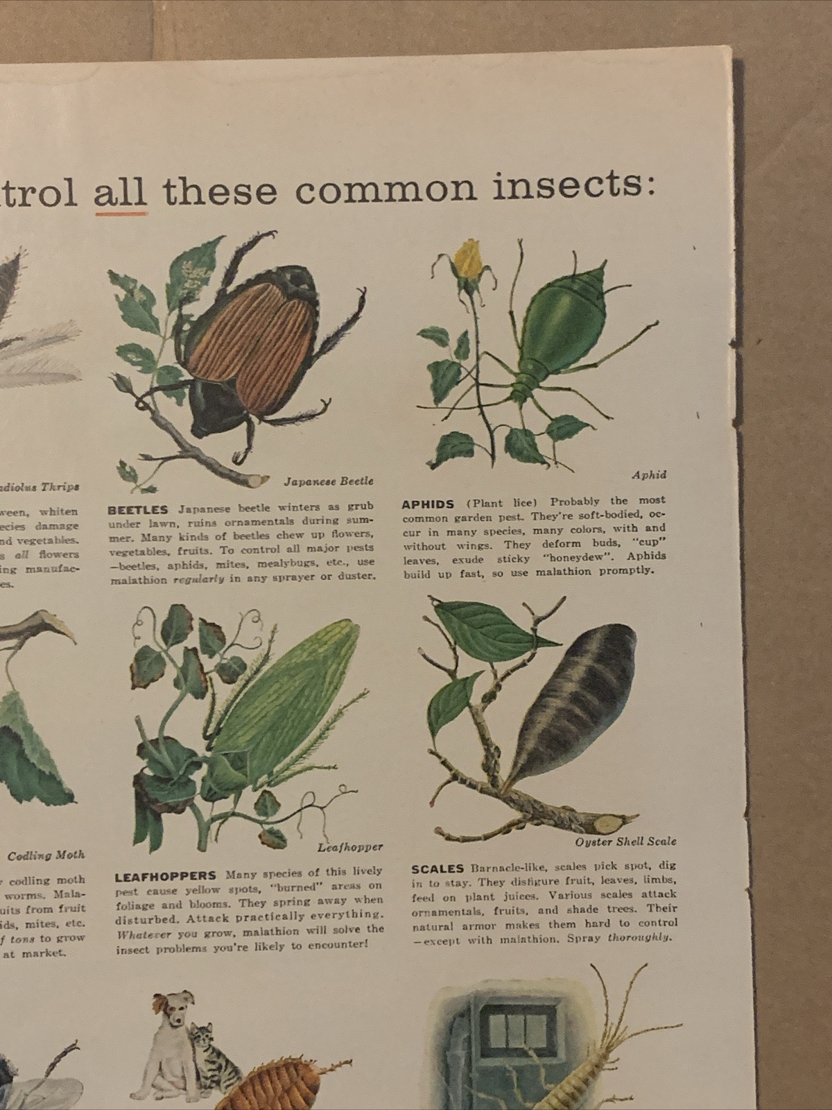 1957 Cyanamid Malathion Insecticide PRINT AD Garden Pests Common Insects VTG 50s