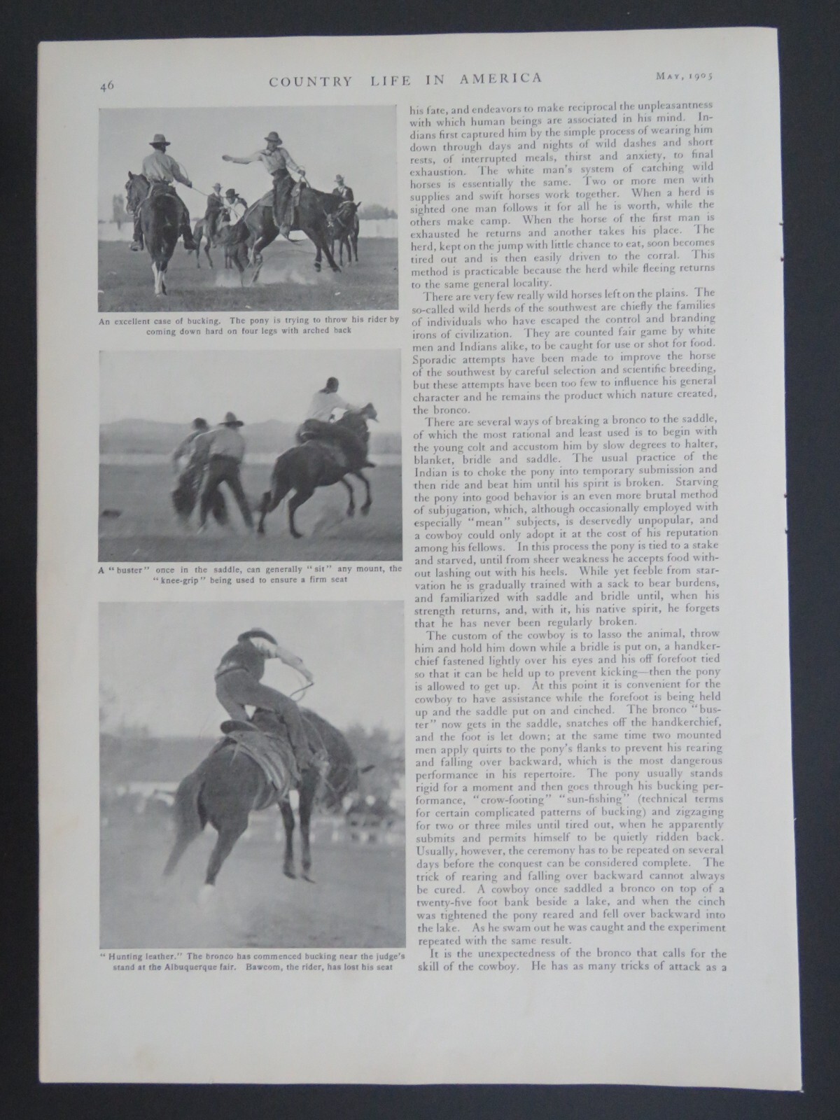 1905 B&W 9×13 Lithograph Bronco Busting and the Cow-Pony Horses Article 2-sided