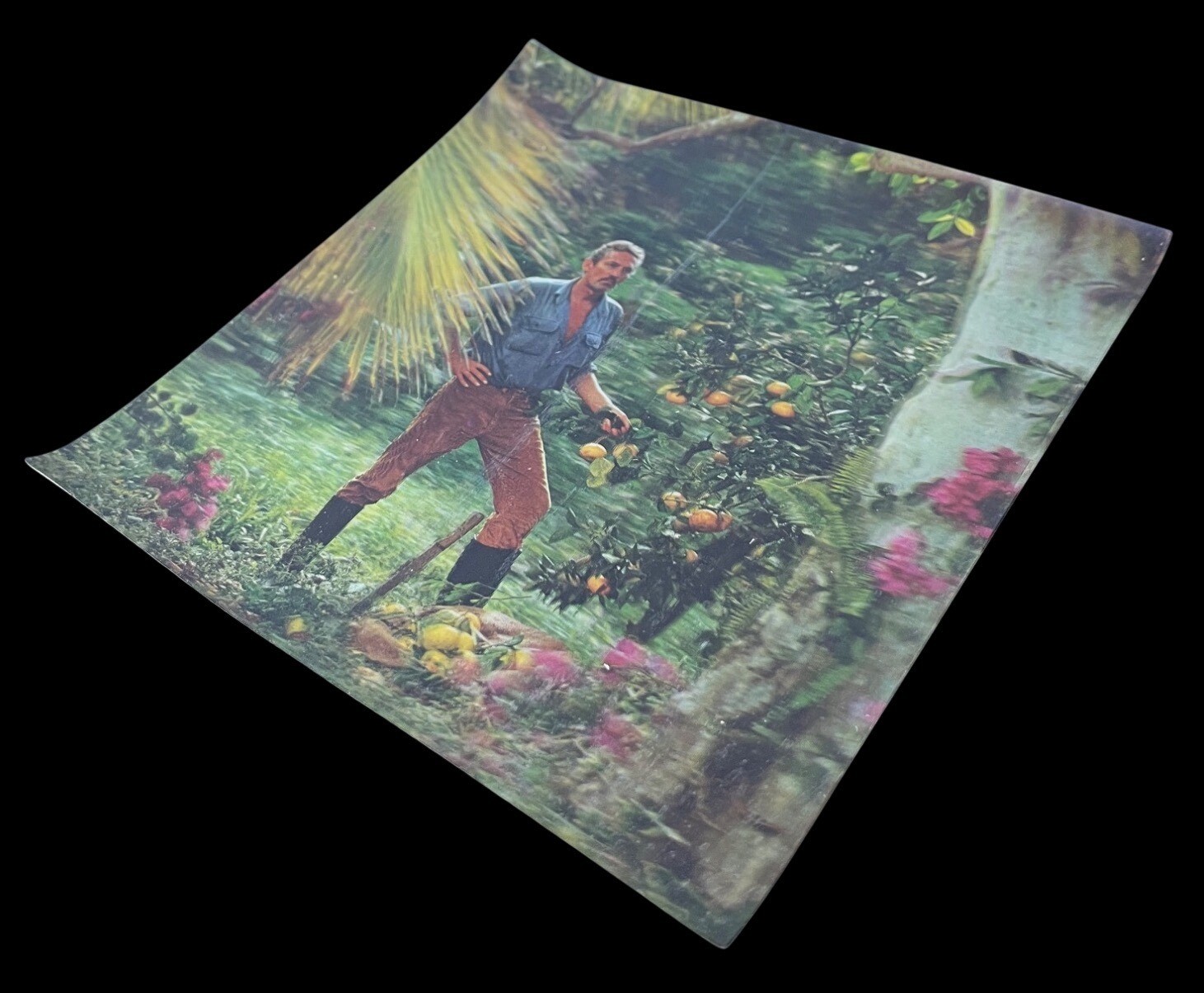 Vintage Xograph 3D Lenticular Picture Tropical Garden Orange Grove USA 1960s