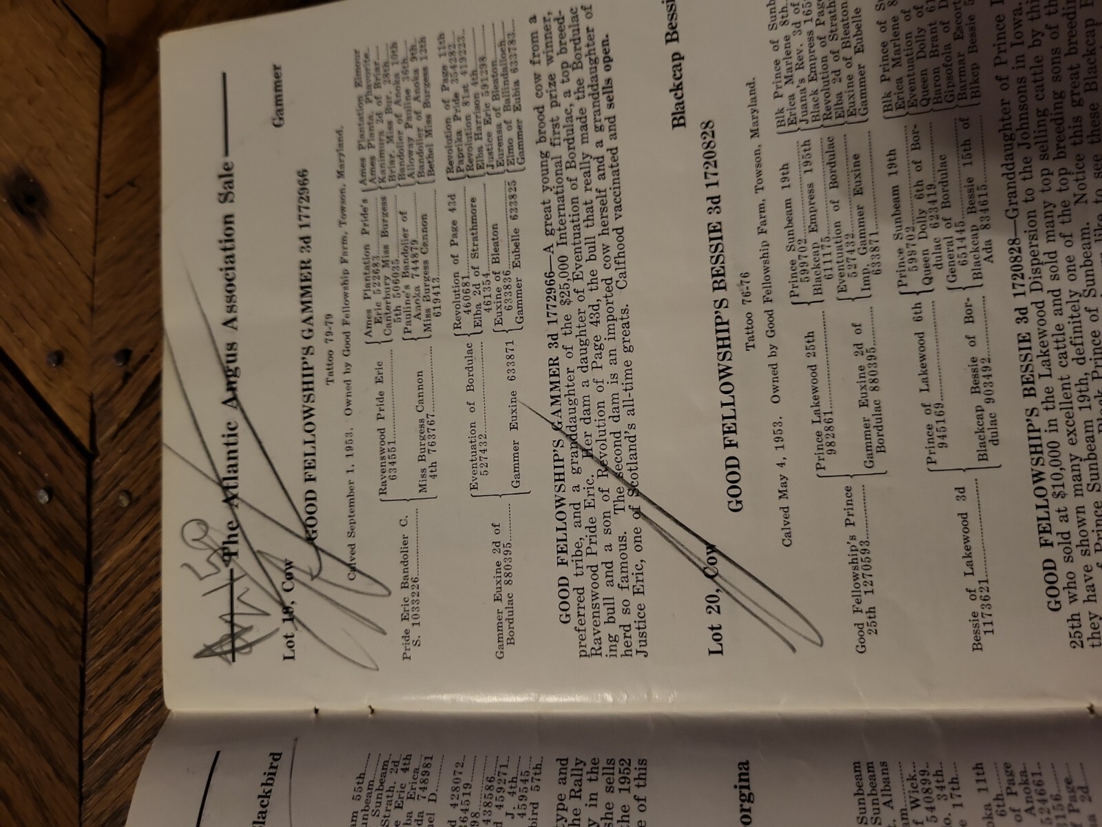 1954 Atlantic Angus Association Sale Bill Aberdeen Cattle Maryland + genealogy