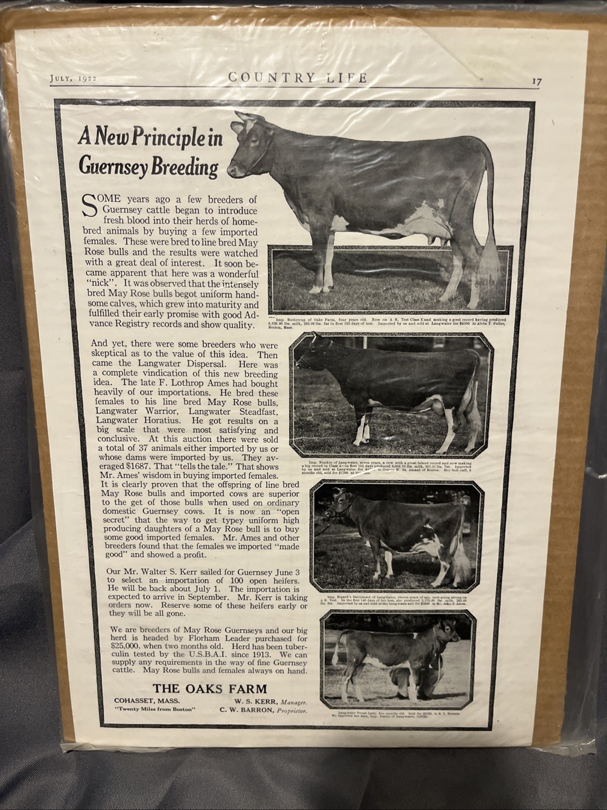 1922 Oak Farms Cohasset, Massachusetts Guernsey Cow Advertisement