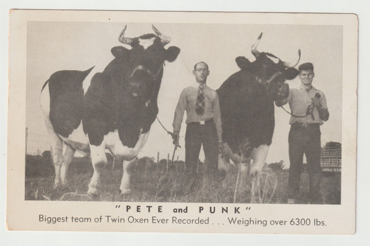 Pete and Punk Biggest Oxen Team Recorded Postcard farm / Oddity
