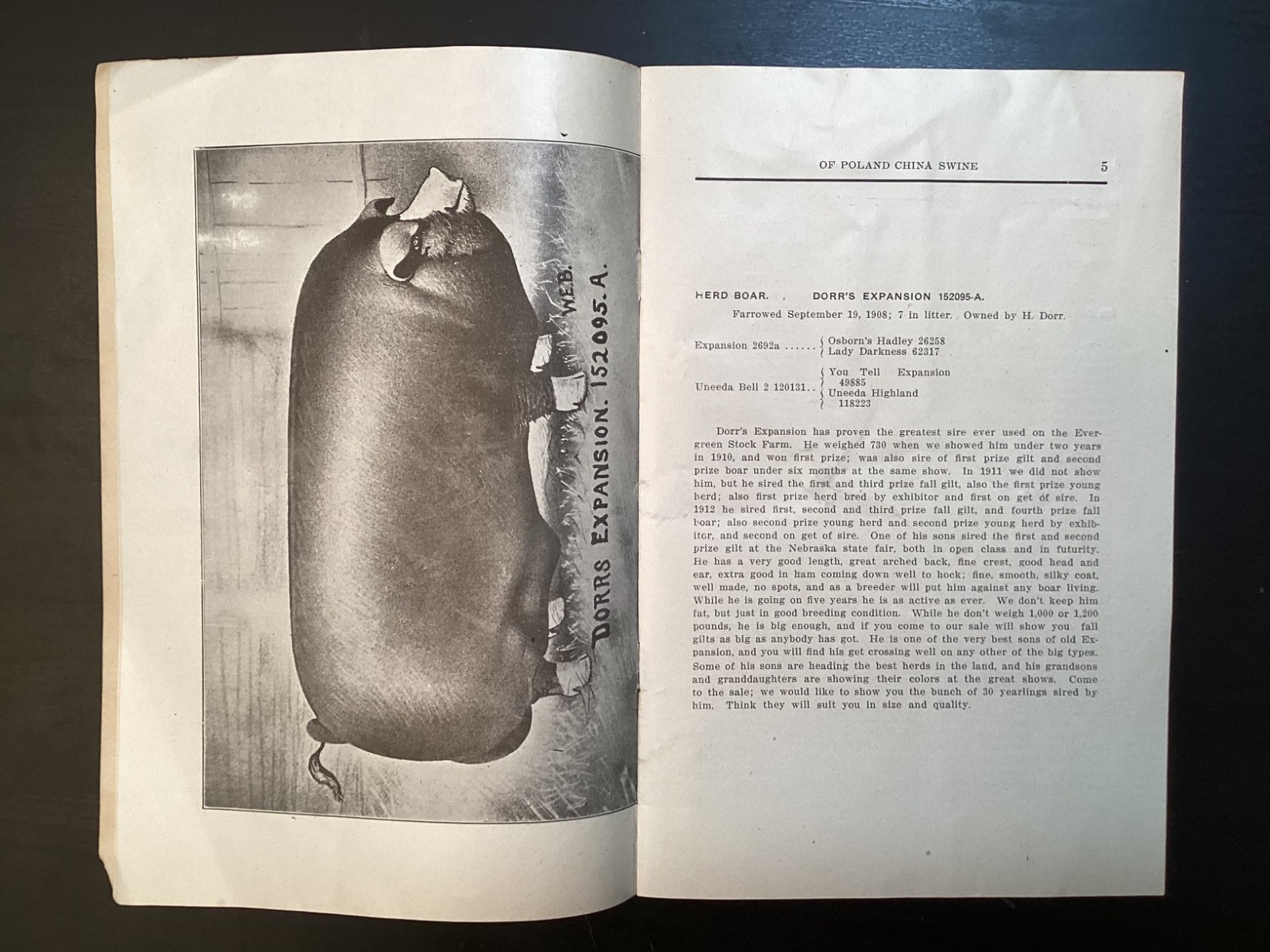 1913 Poland China Sows Sale Catalogue, Henry Dorr, Marcus IA
