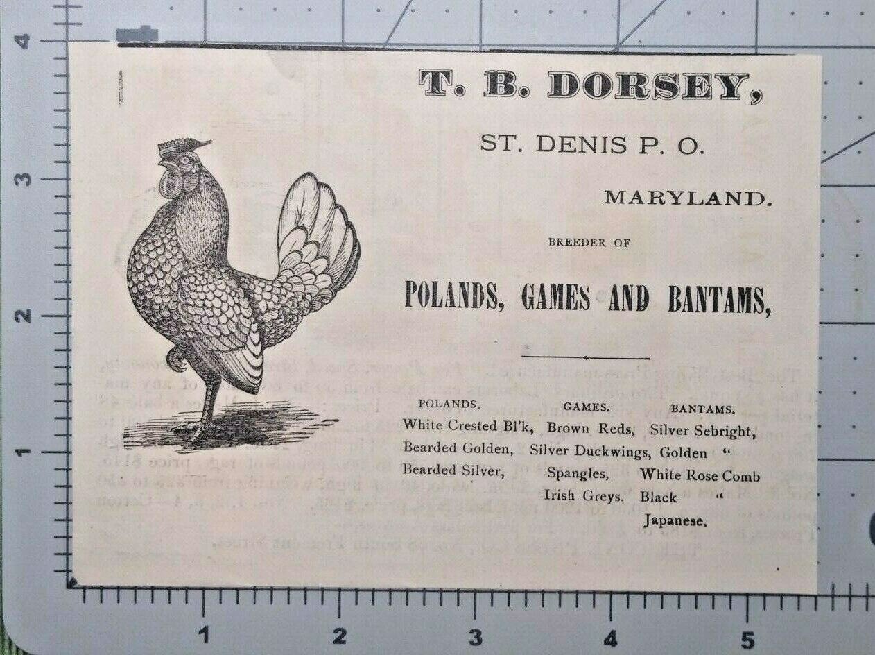 St. Denis Maryland Vintage Print Ad T.B. DORSEY Chickens for Sale Art 1881