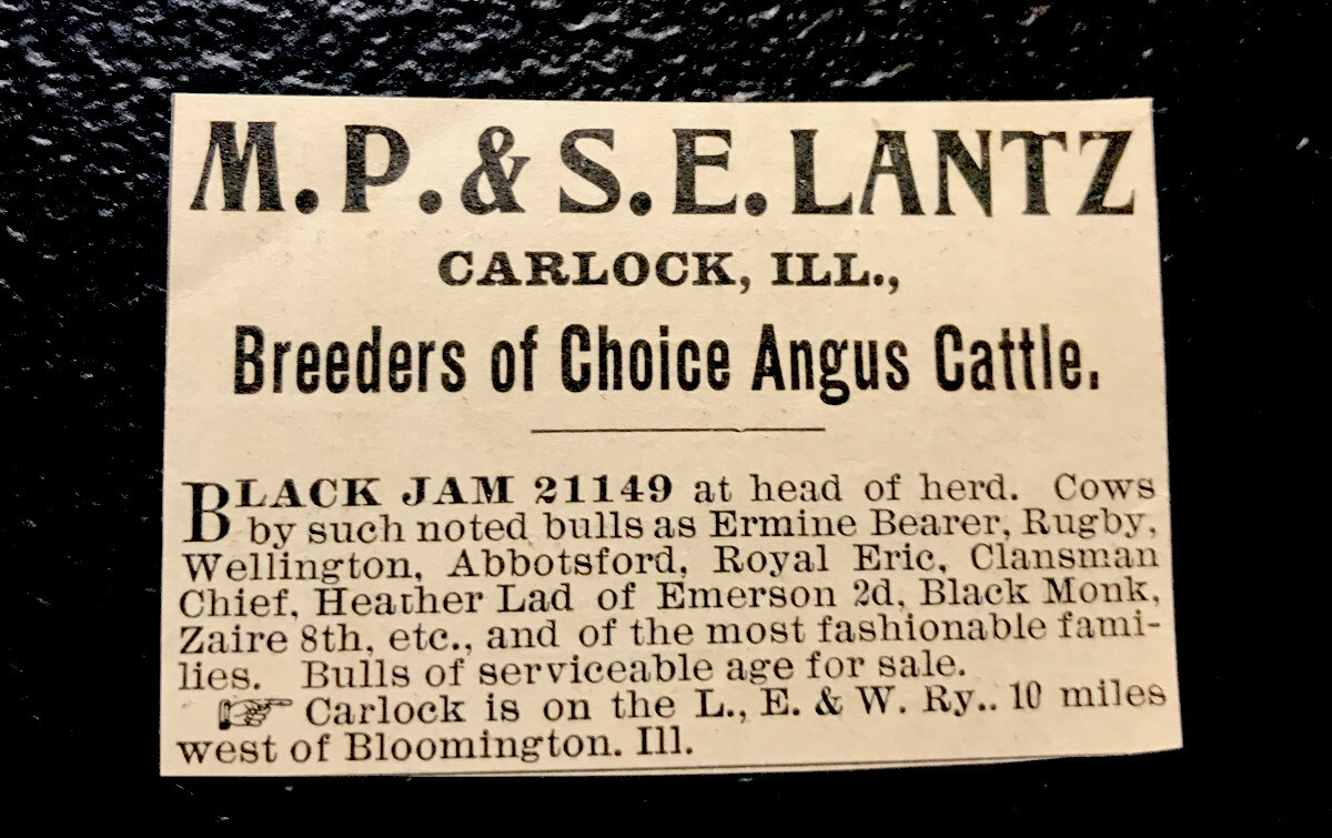 1900 Lantz Farm Cattle Advertising – Carlock – Illinois – Cow