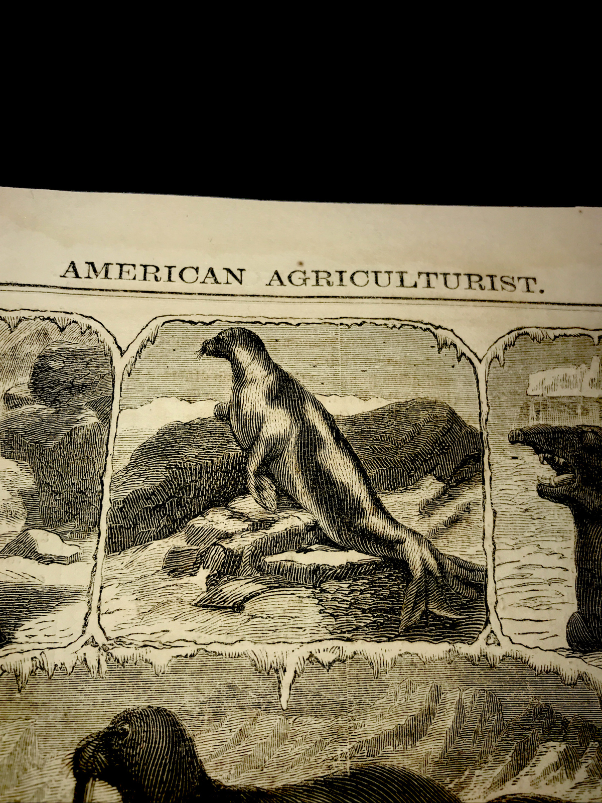 ORIGINAL 1873 ANIMALS OF THE SEAL FAMILY Engraving Advertising