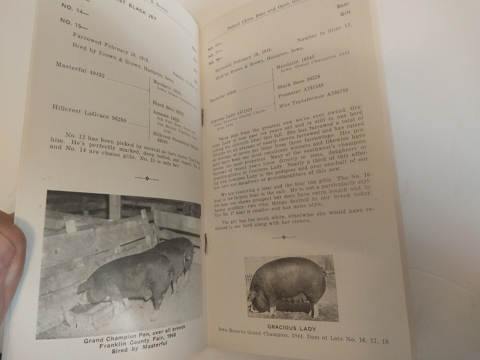 Brown & Brown – Poland China boar & gilt sale brochure 10/12/1949 Hampton, Iowa